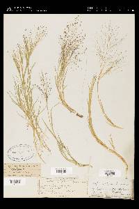 Muhlenbergia asperifolia image