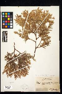 Thuja occidentalis image