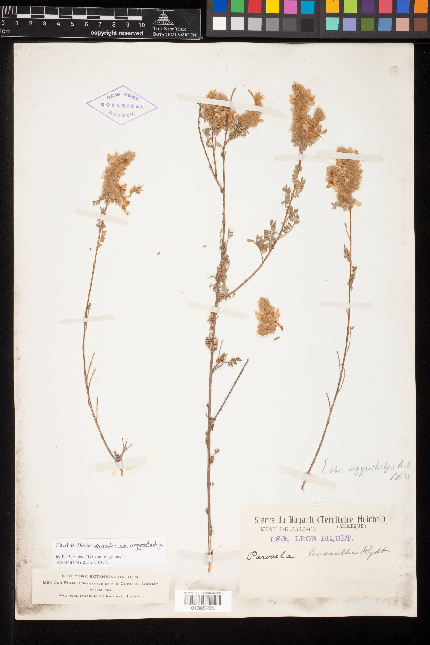Dalea versicolor subsp. argyrostachya image