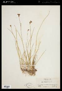 Juncus saximontanus image