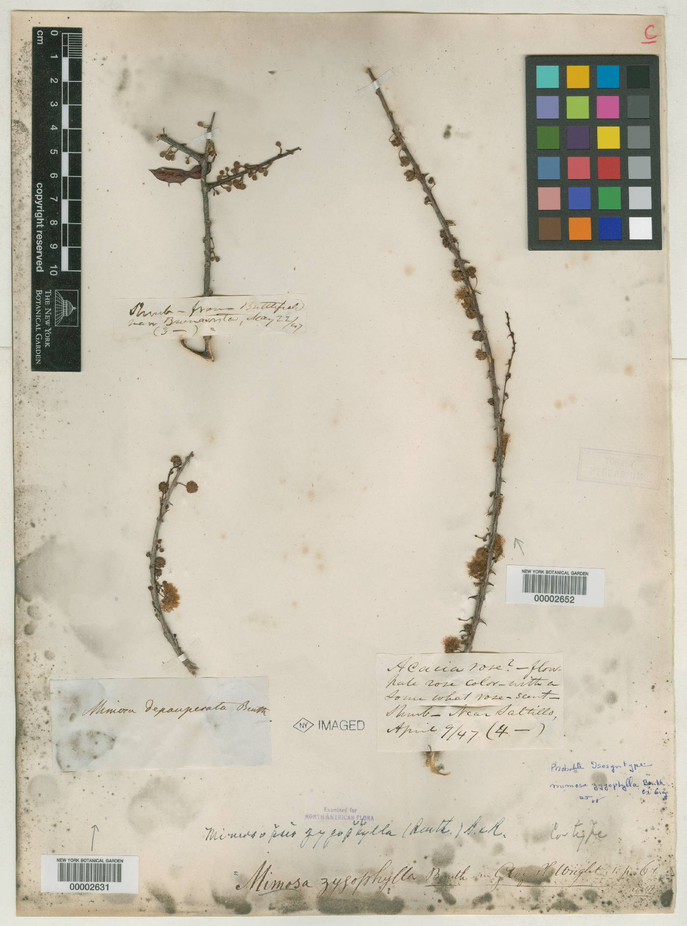 Mimosa zygophylla image