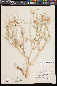 Astragalus serenoi image