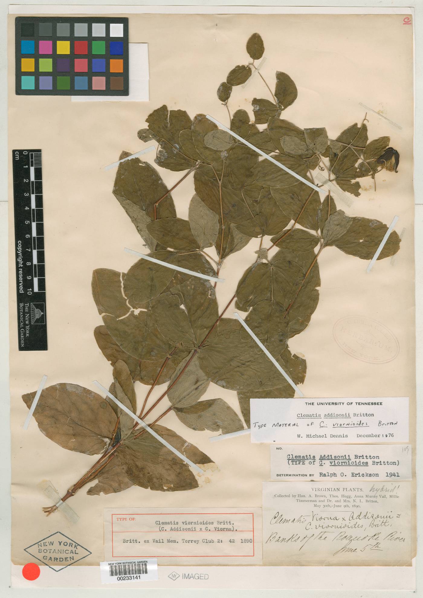 Clematis viornioides image
