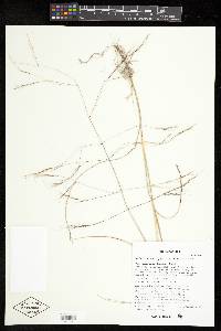 Aristida ternipes var. gentilis image