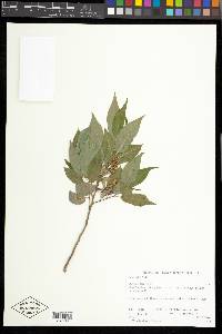 Salix lutea image