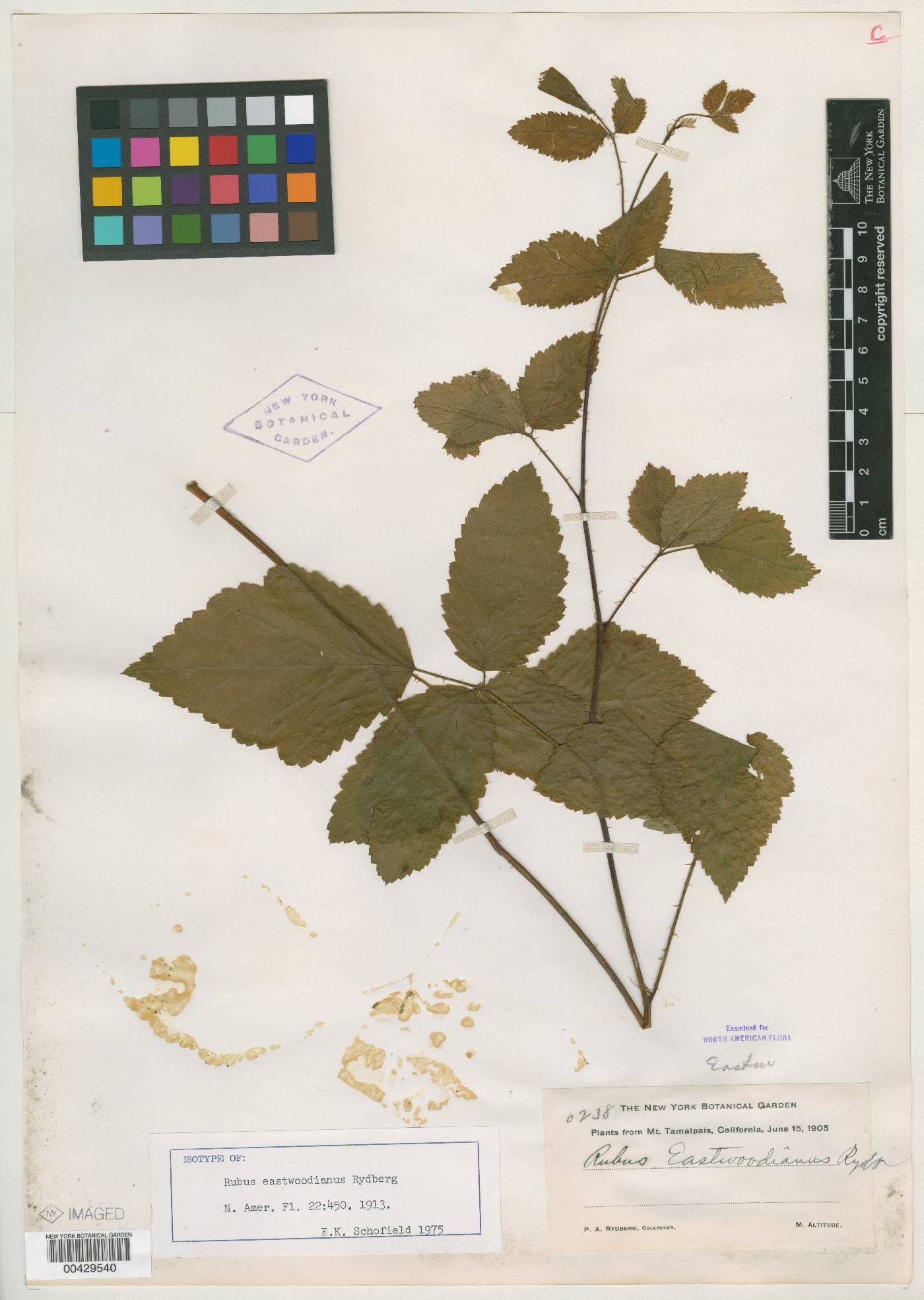 Rubus eastwoodianus image
