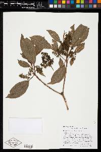Miconia hemenostigma image