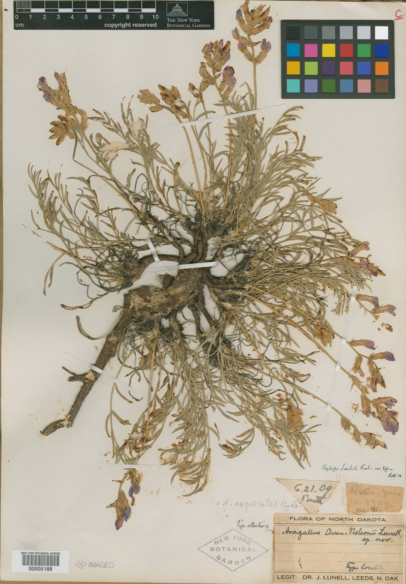 Aragallus aven-nelsoni image