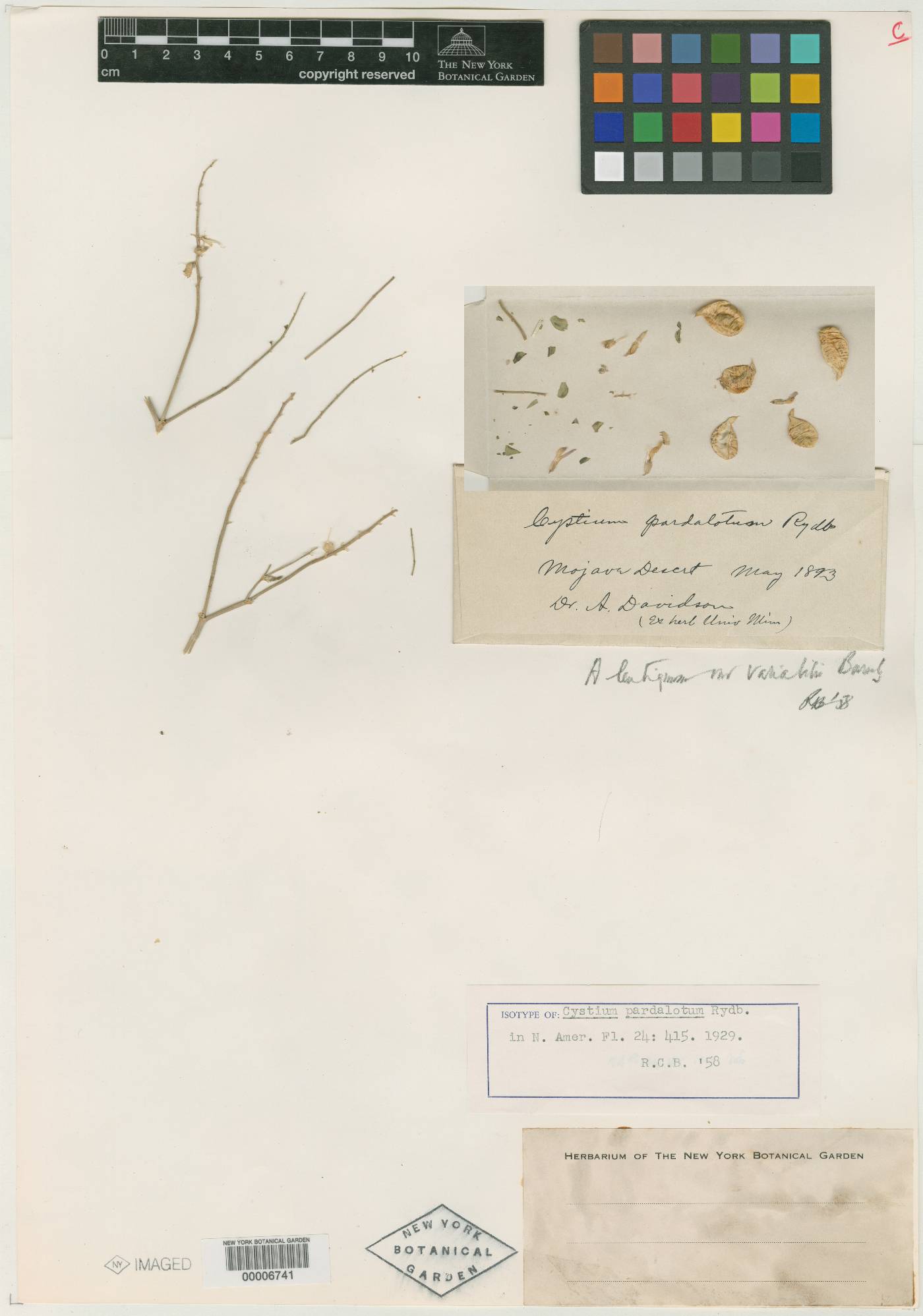 Cystium pardalotum image