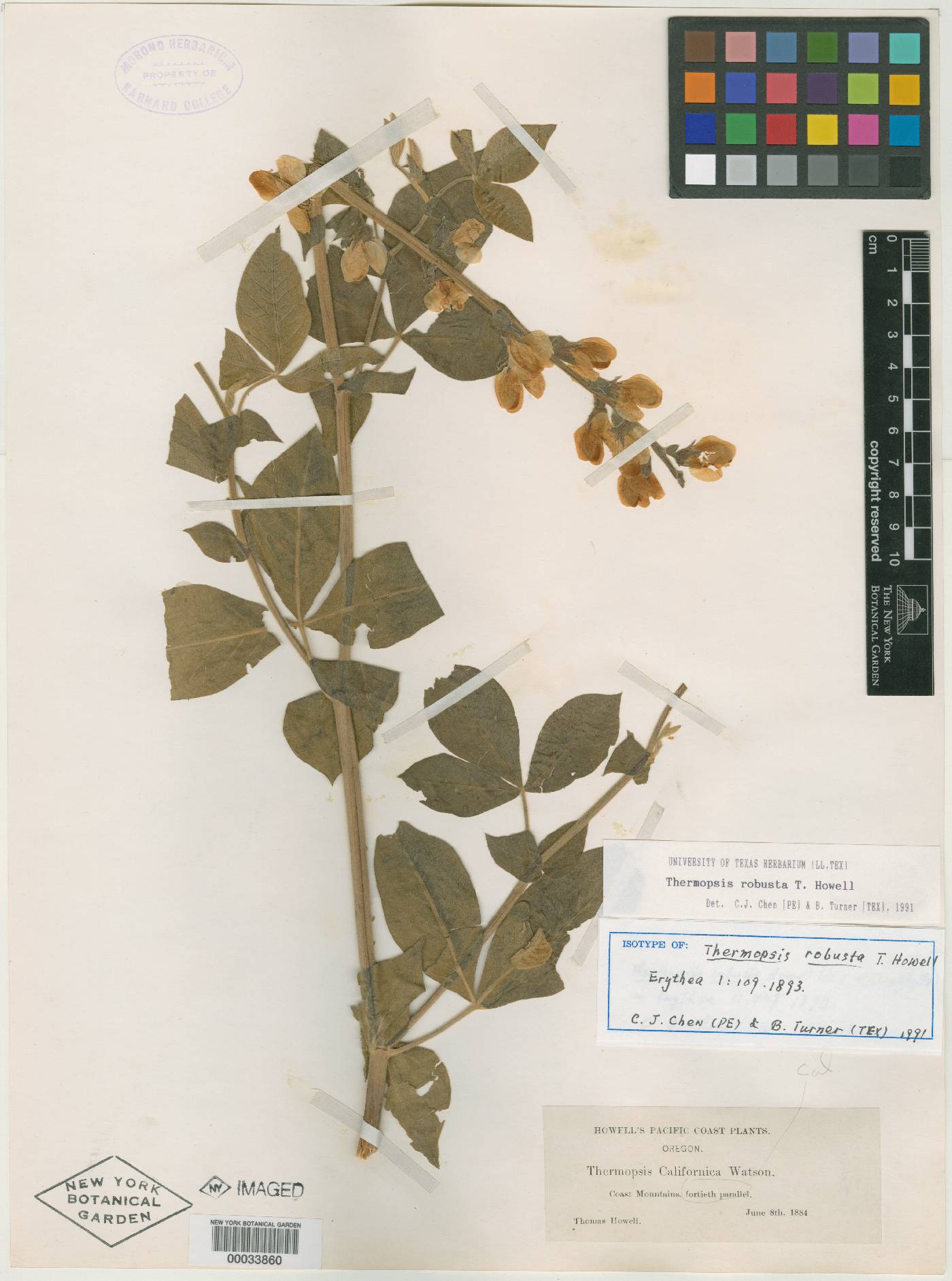 Thermopsis robusta image