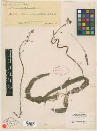 Utricularia floridana image