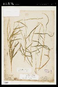 Muhlenbergia sobolifera image