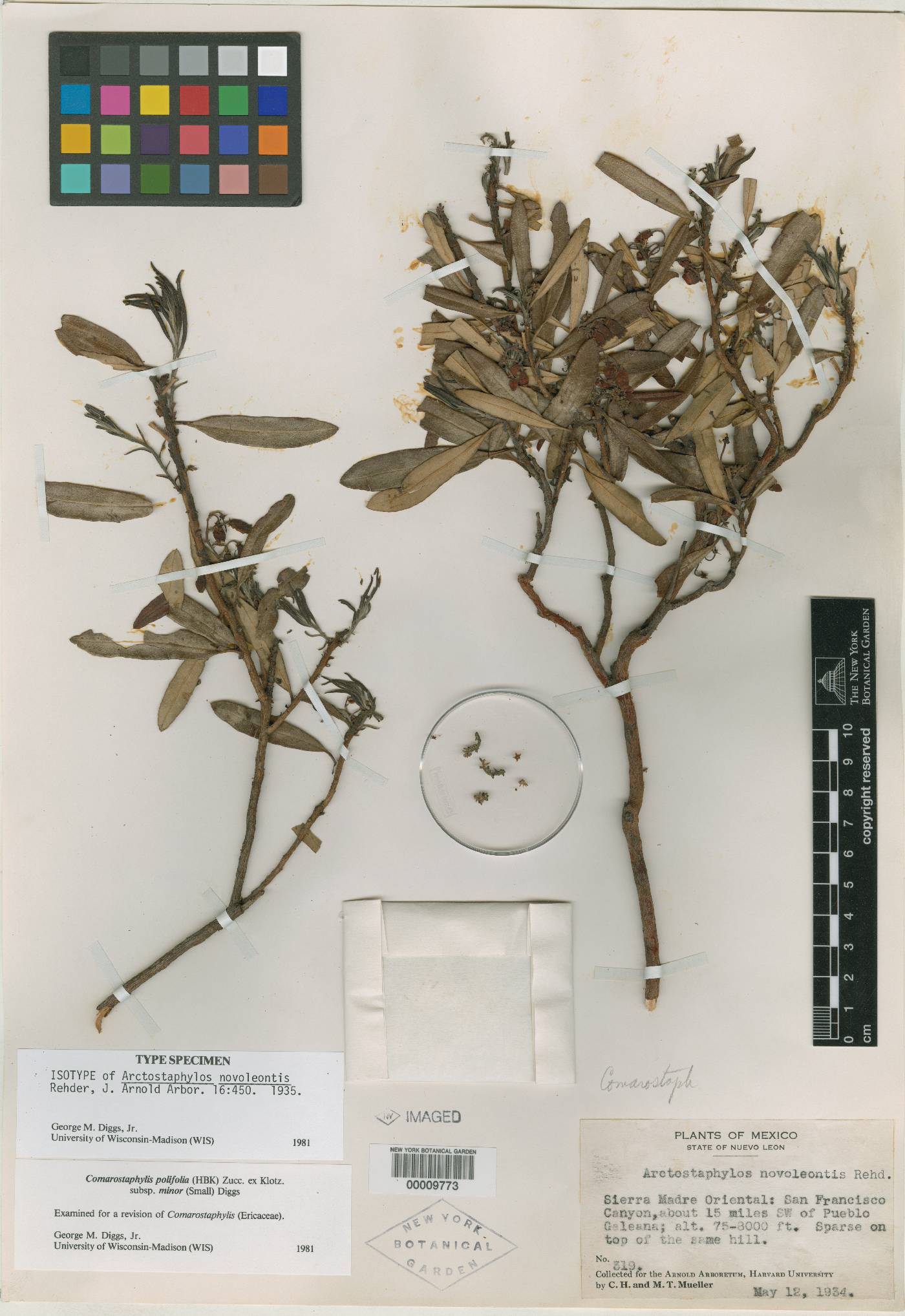 Comarostaphylis polifolia subsp. minor image