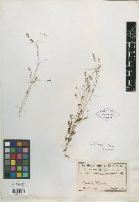 Lobelia divaricata image