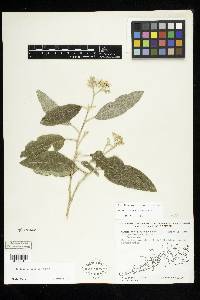 Solanum donianum image