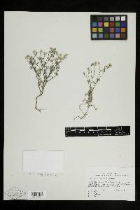 Cryptantha gracilis image