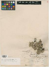 Astragalus kentrophyta var. implexus image