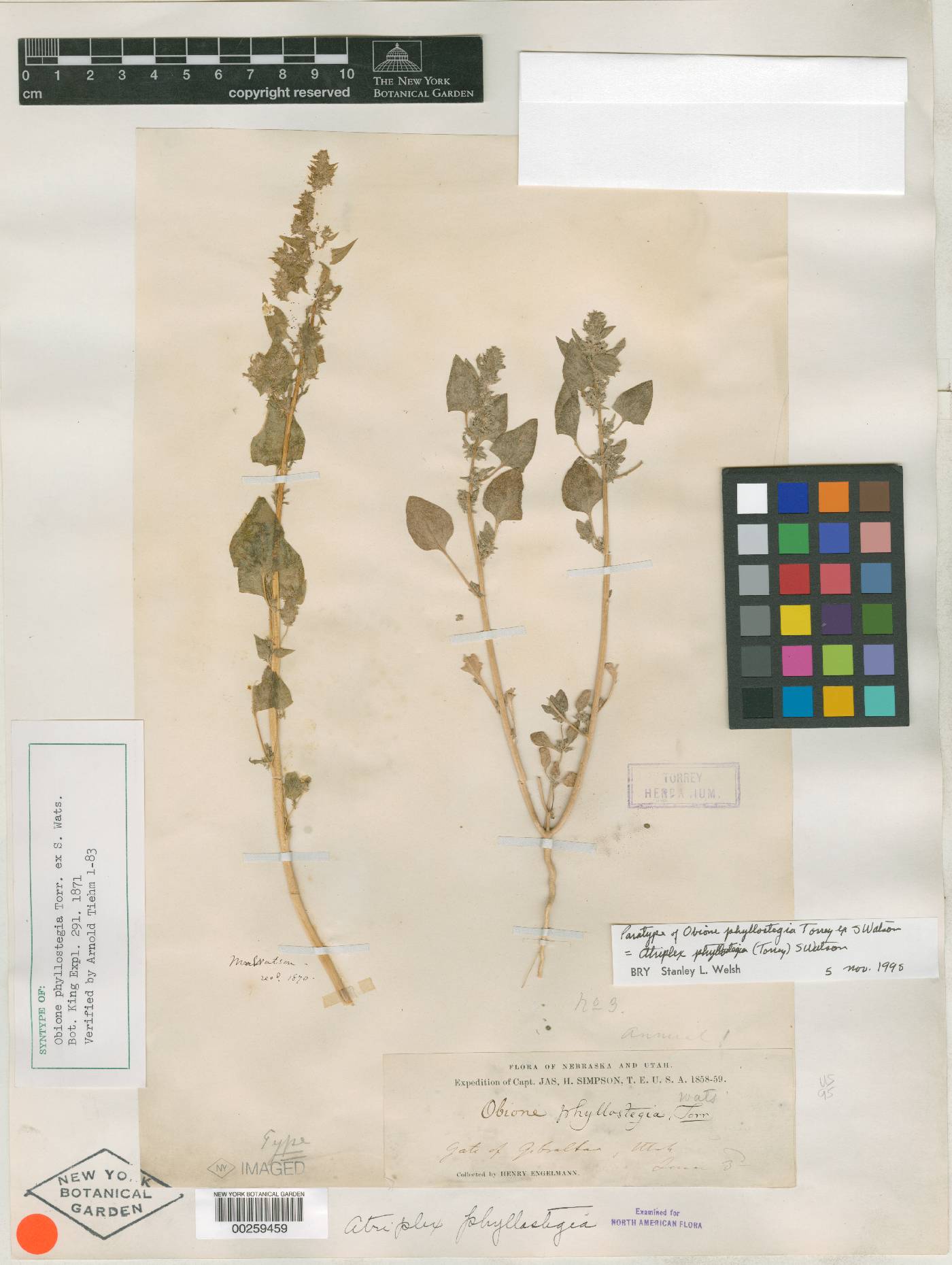 Obione phyllostegia image