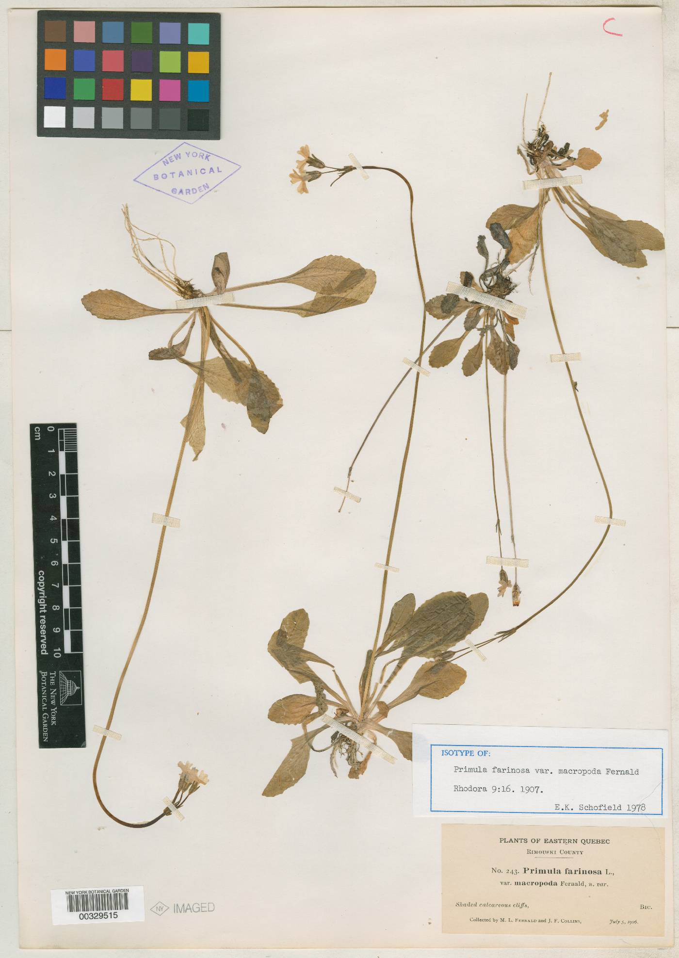 Primula farinosa var. macropoda image