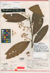 Ardisia standleyana image