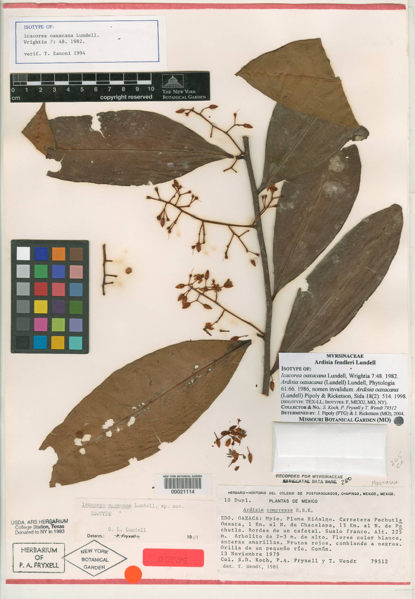 Ardisia fendleri image