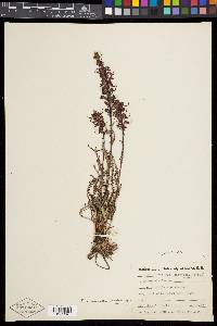 Pedicularis groenlandica image