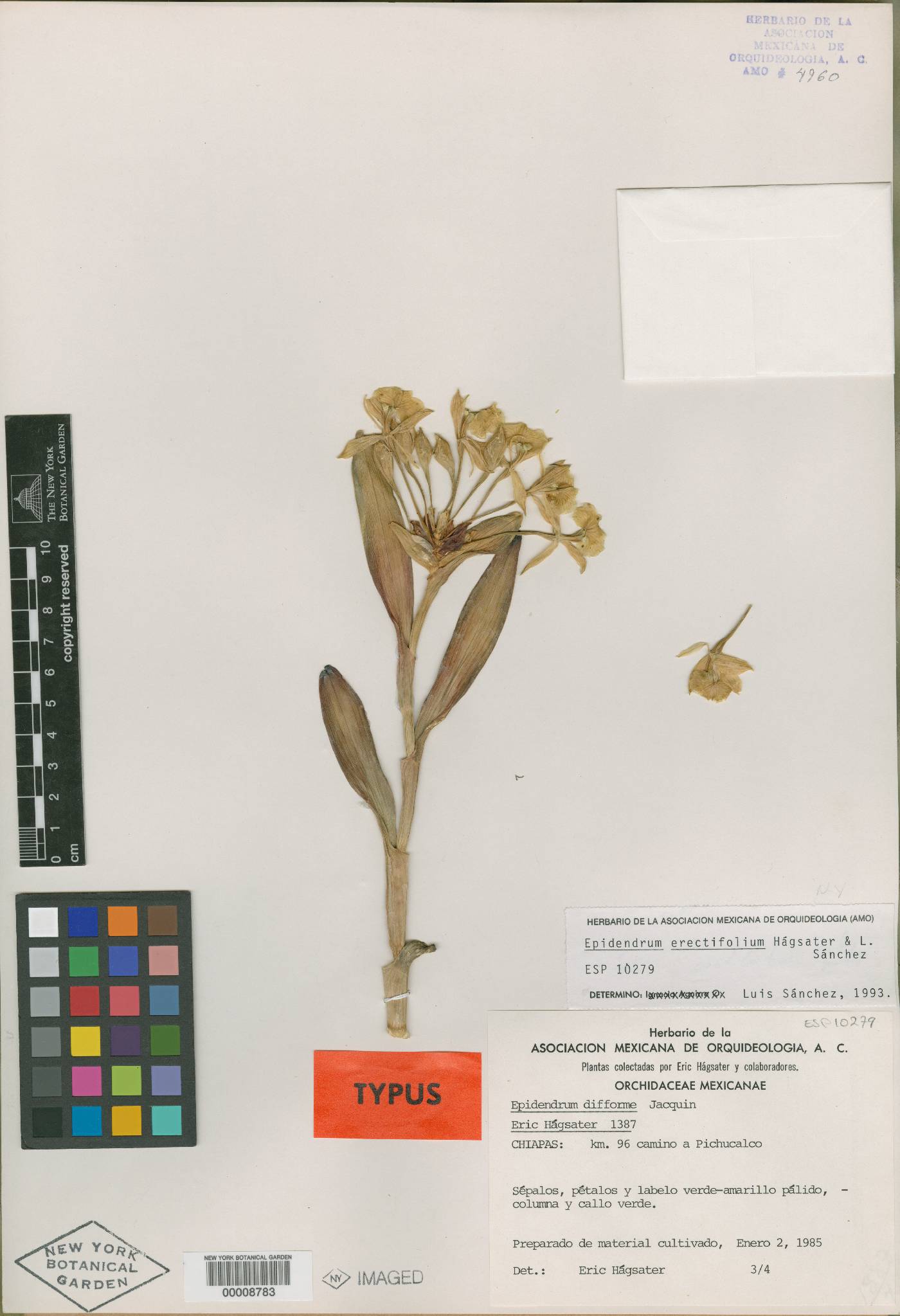 Epidendrum erectifolium image