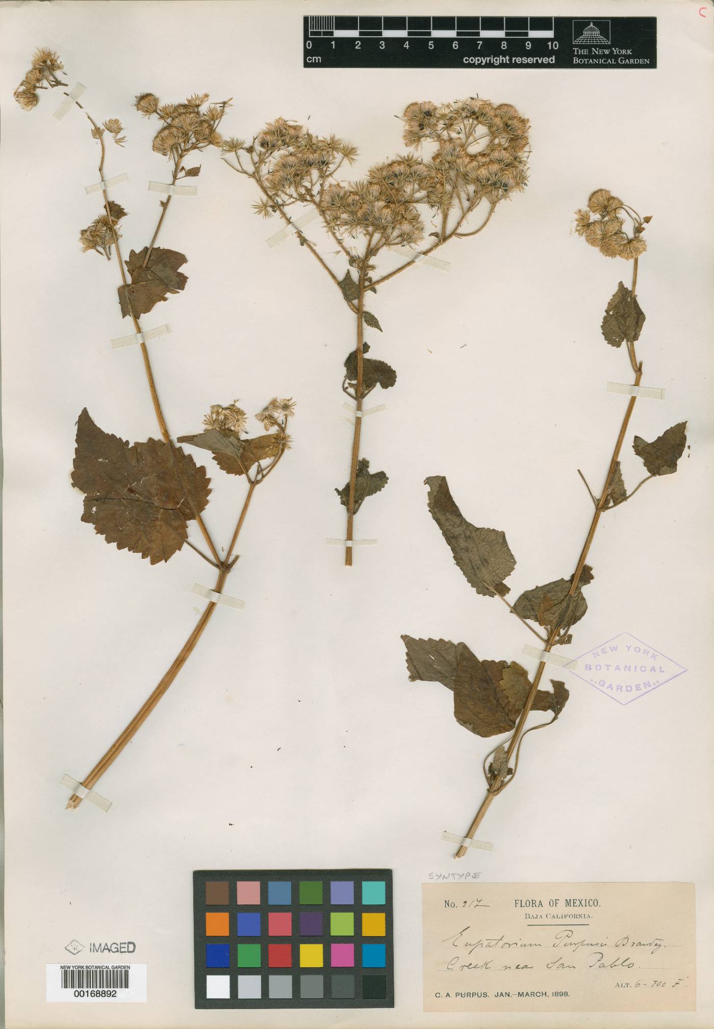 Ageratina conspicua image