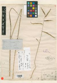 Paspalum praecox image