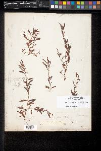 Chamaecrista nictitans var. aspera image