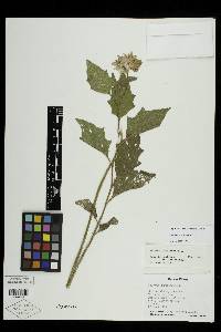 Image Associated With the Occurence