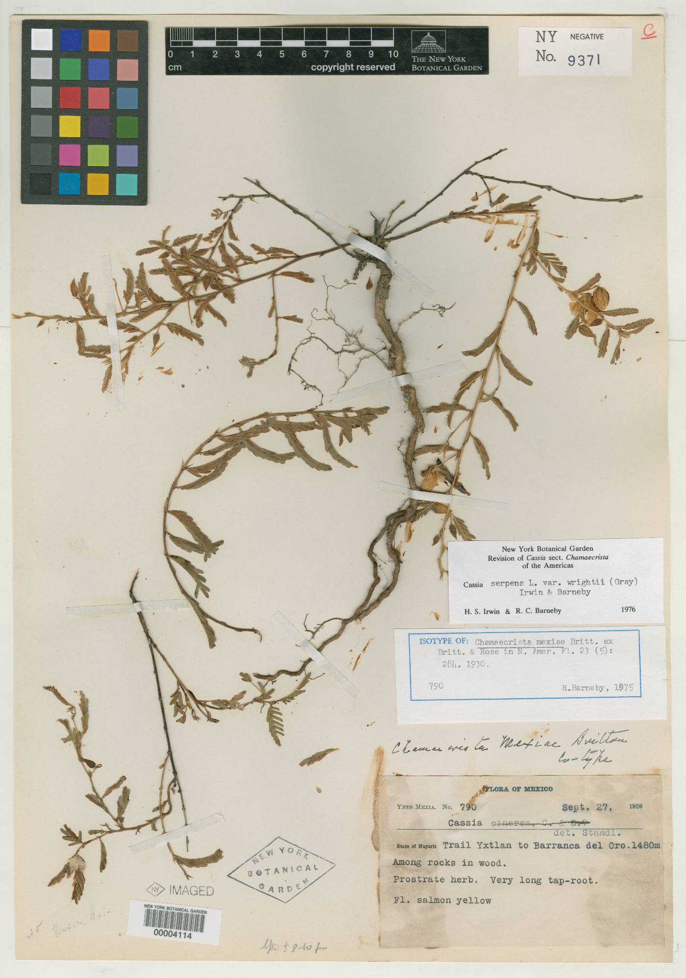 Chamaecrista serpens var. wrightii image