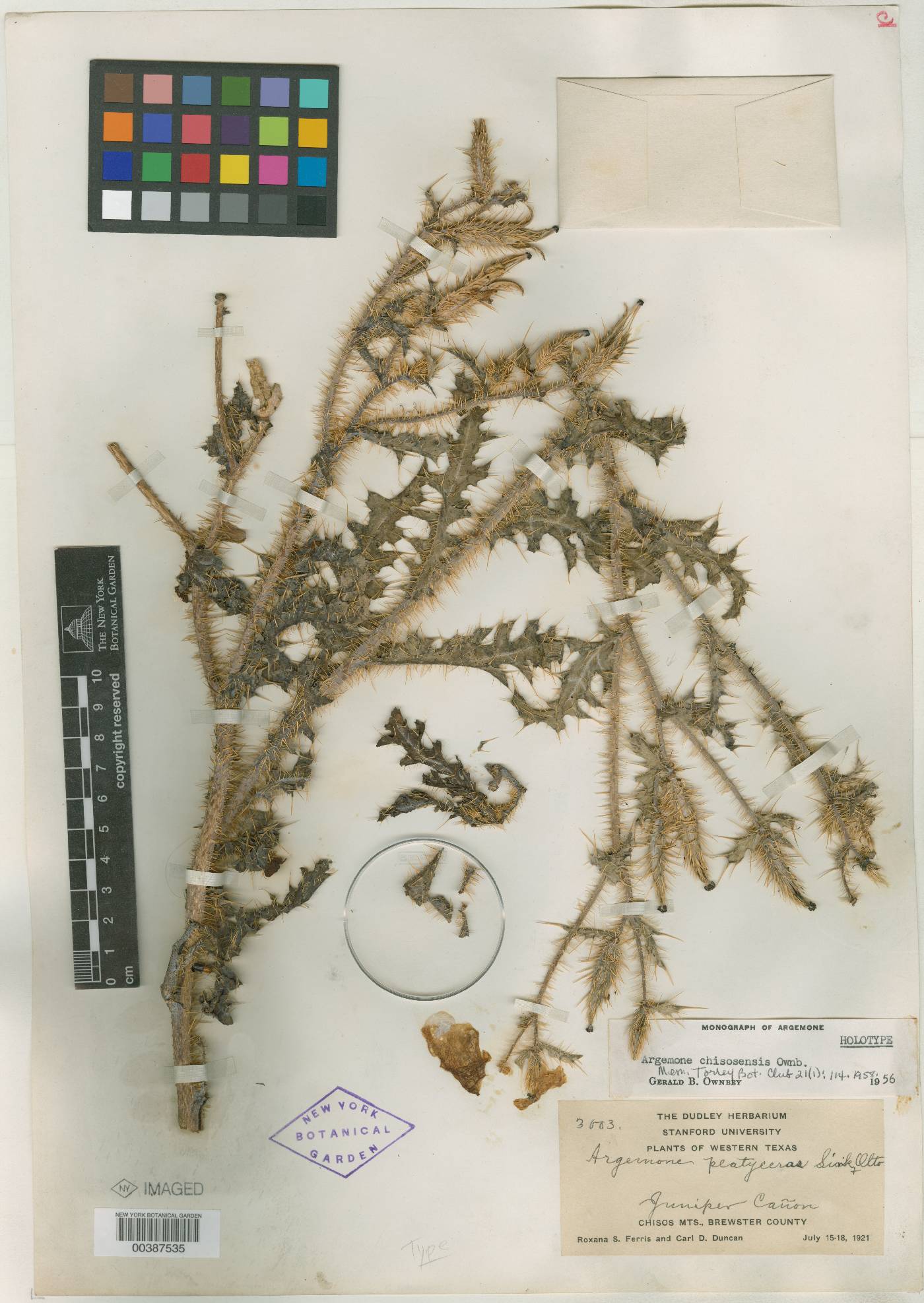 Argemone chisosensis image