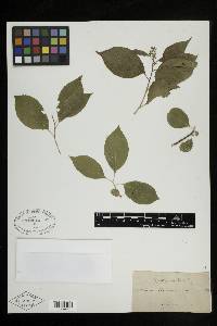 Celastrus scandens image