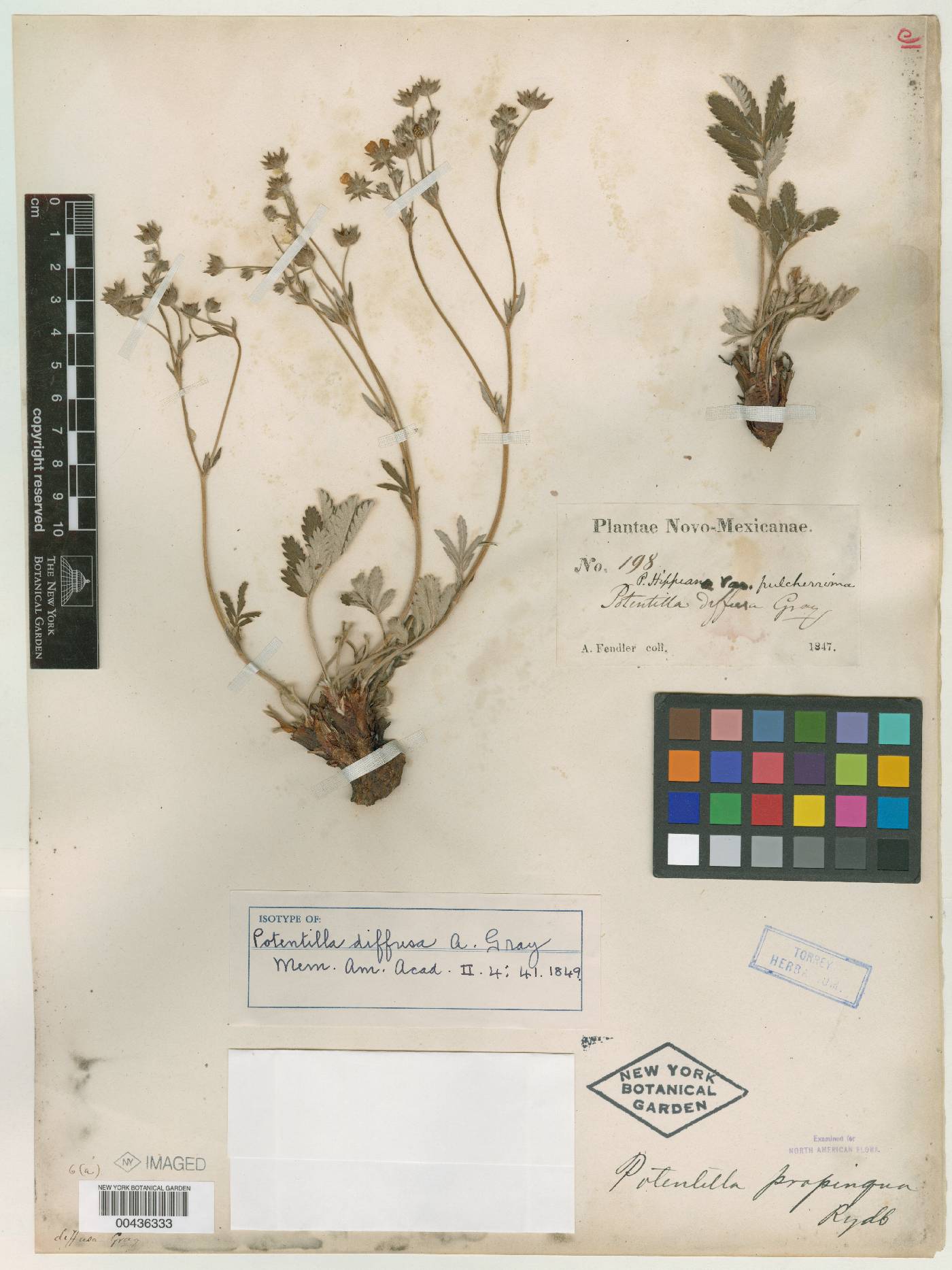 Potentilla diffusa image