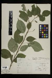 Celastrus scandens image