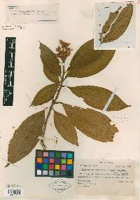 Conostegia jaliscana image