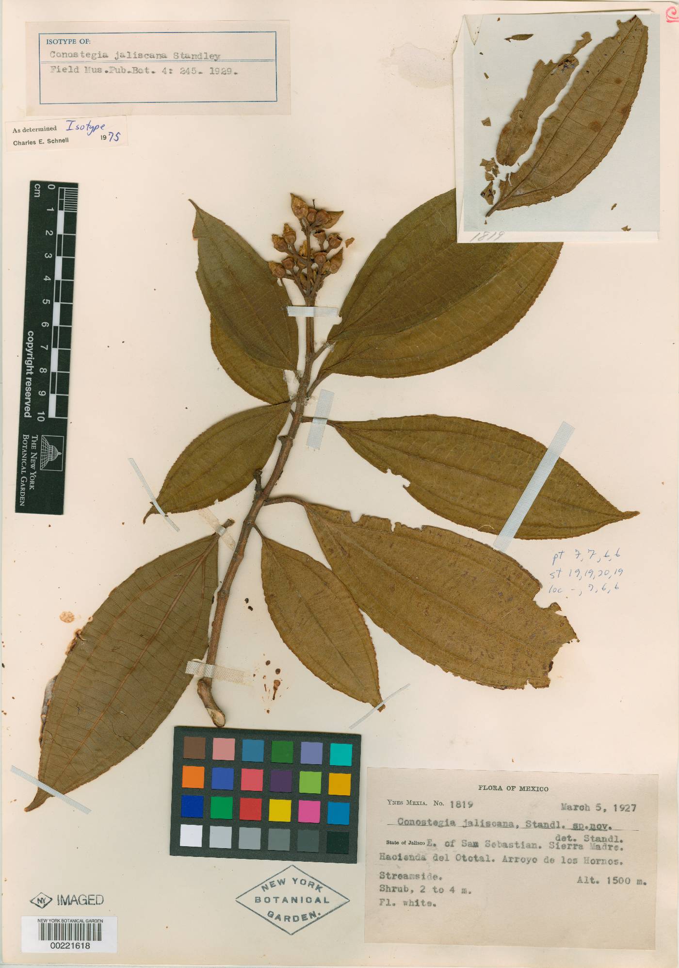 Miconia jaliscana image