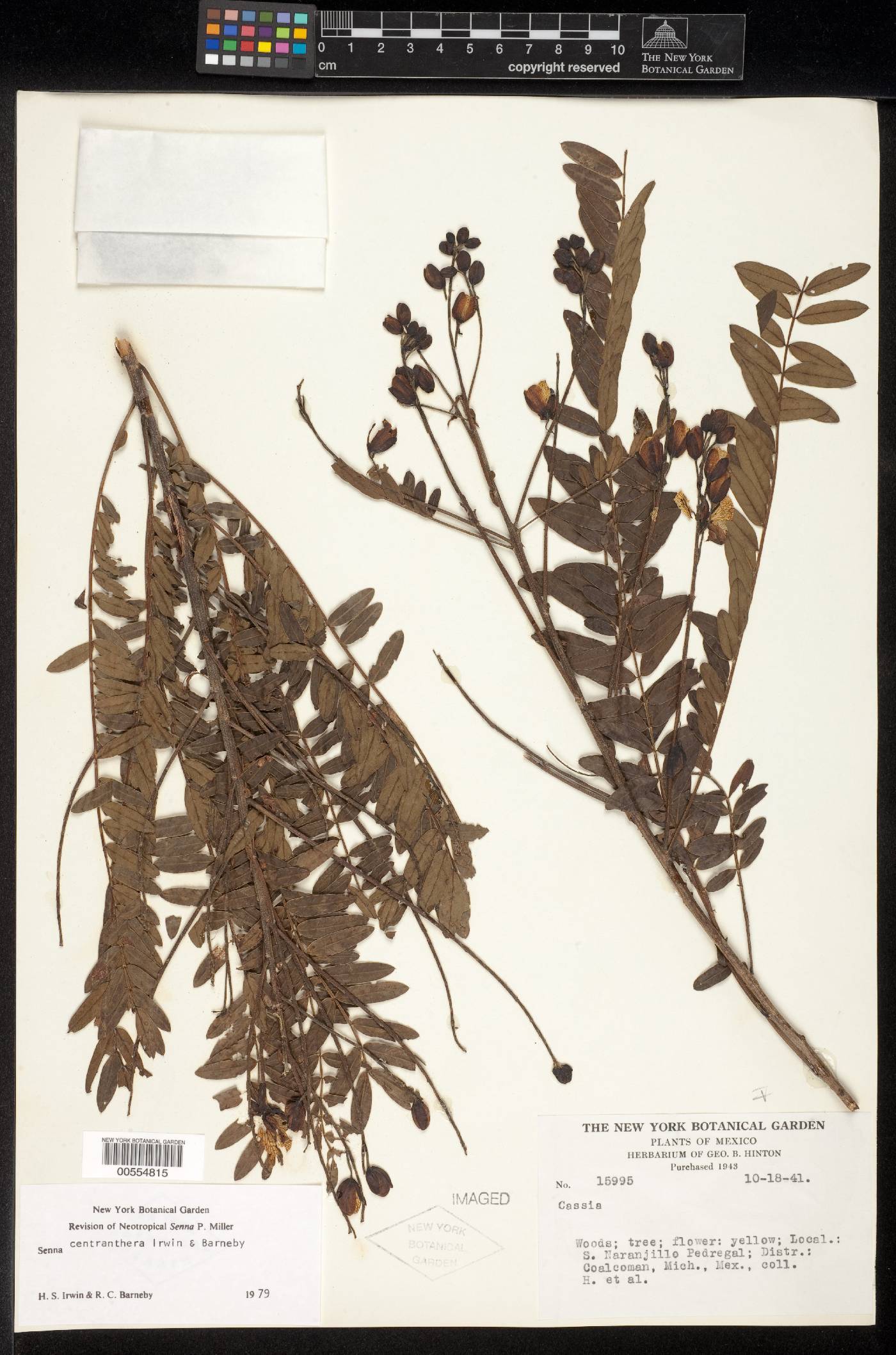 Senna centranthera image