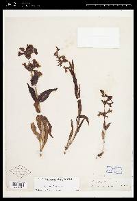 Penstemon albidus image