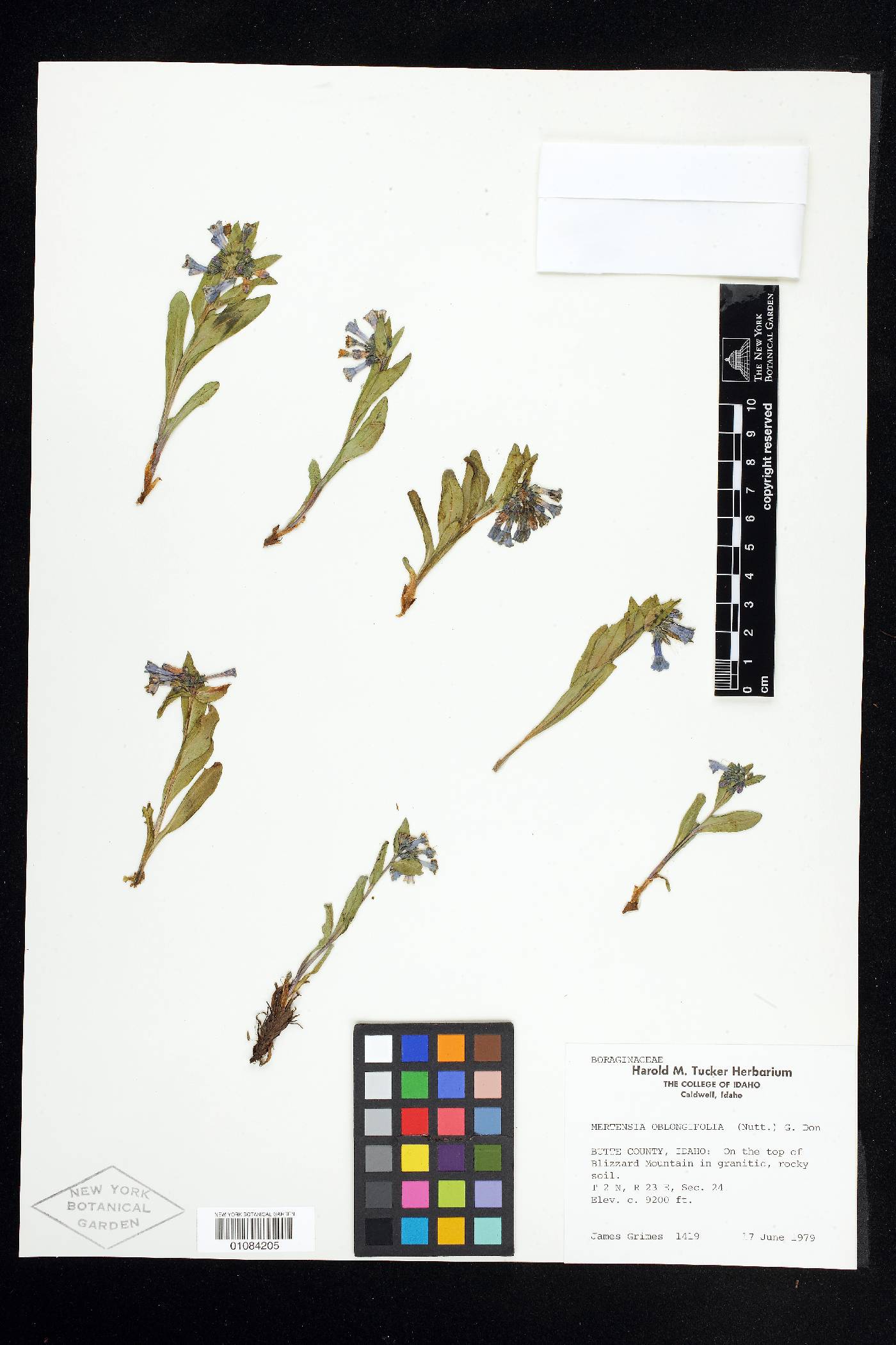 Mertensia oblongifolia image