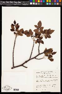 Bursera citronella image