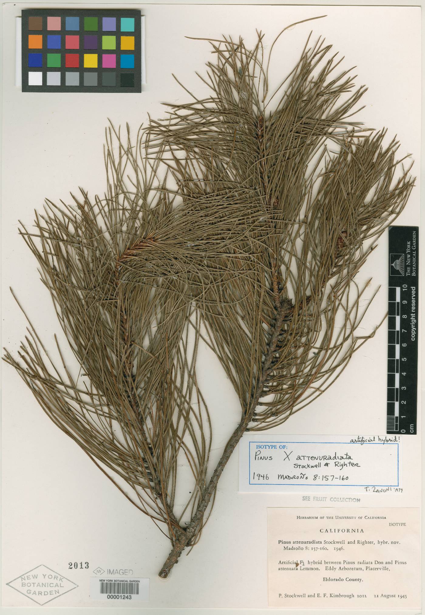 Pinus attenuradiata image