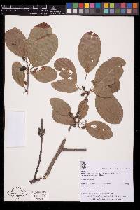 Bursera laurihuertae image