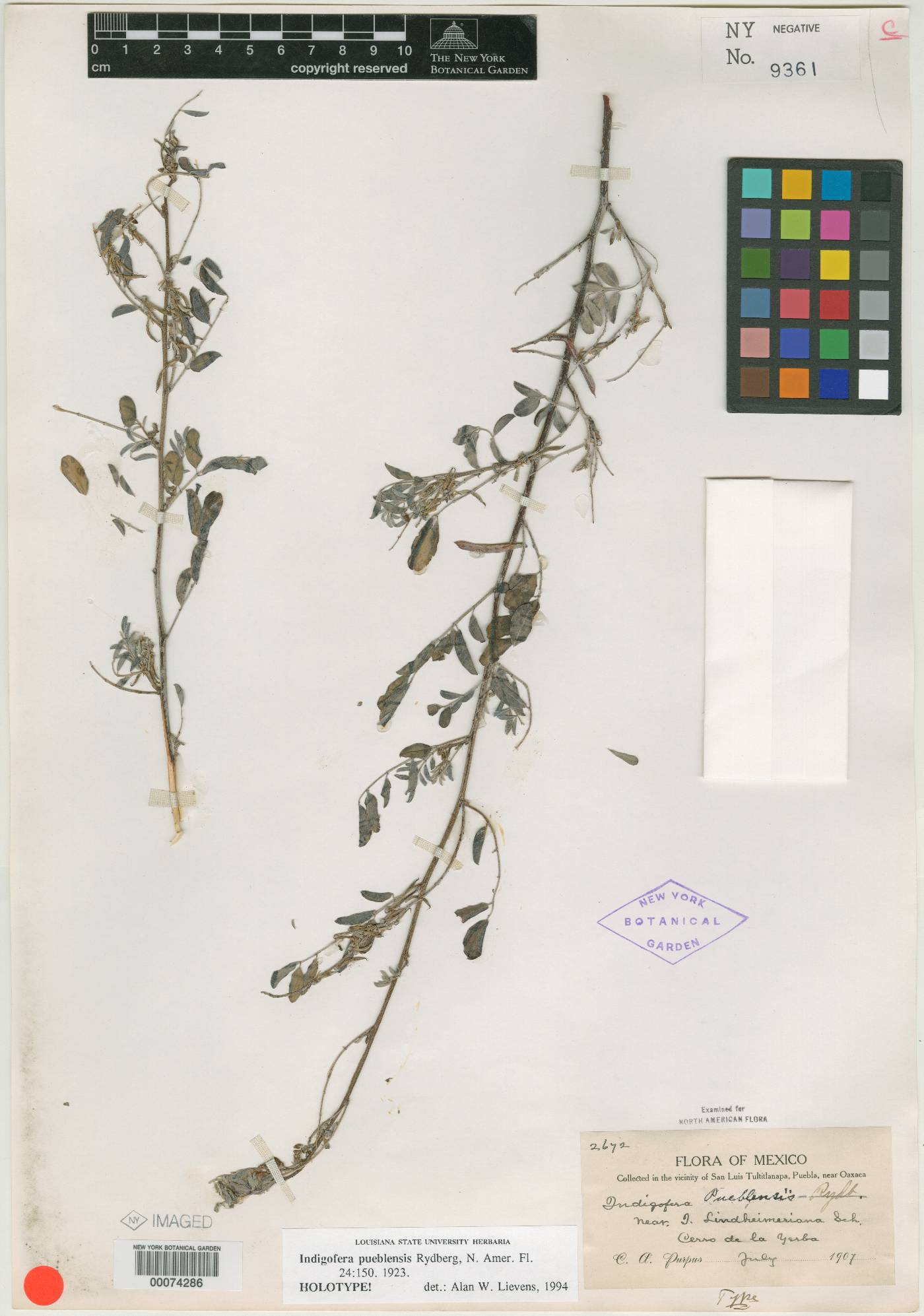 Indigofera conzattii image