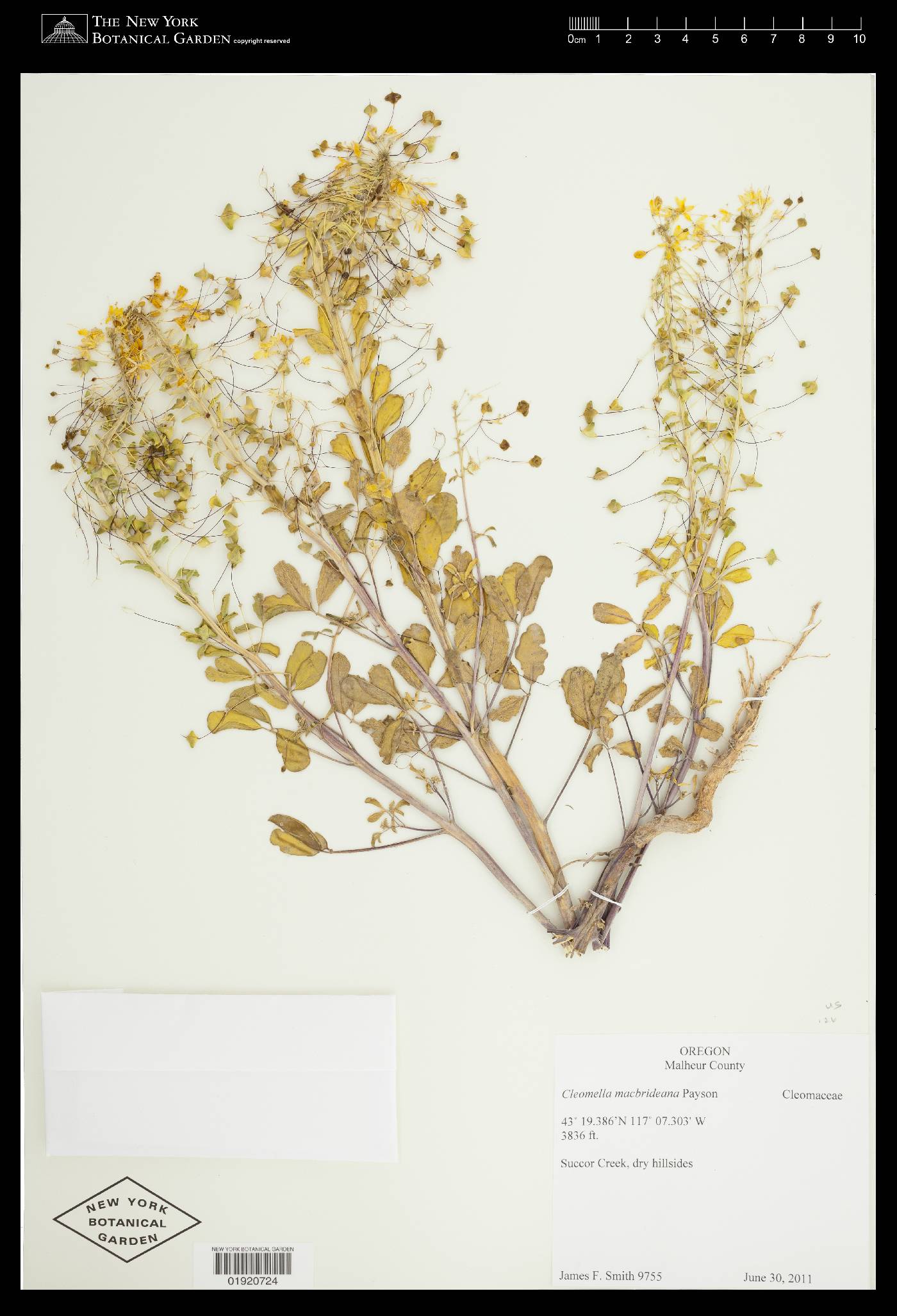 Cleomella macbrideana image
