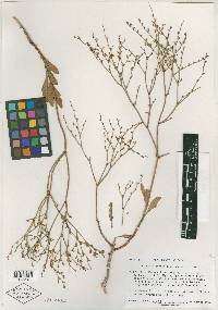Eriogonum mortonianum image