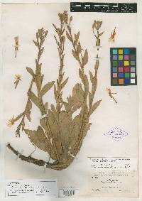 Oenothera villosa image