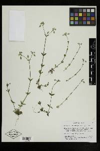 Cerastium brachypodum image