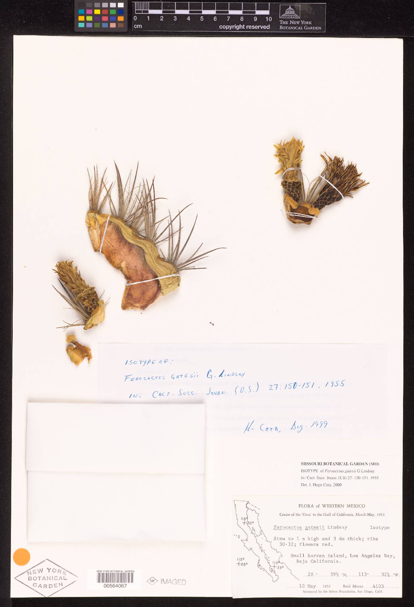 Ferocactus gatesii image